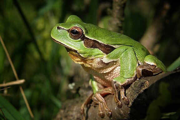 tree-frog-474949_1280.jpg  