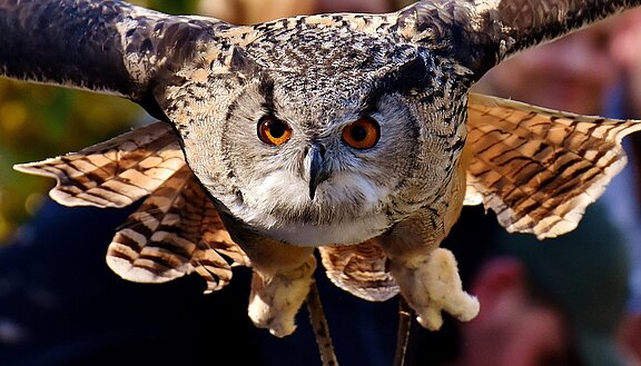 owl-2903707_1920.jpg  