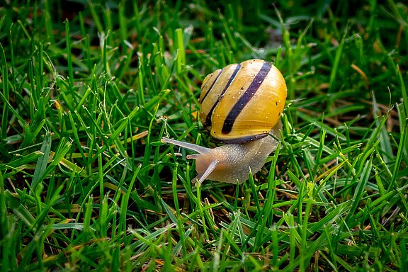 copse-snail-3404476_1920.jpg  