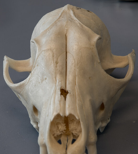 mam0012_75.jpg