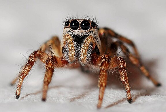 spider-564685_1920.jpg  