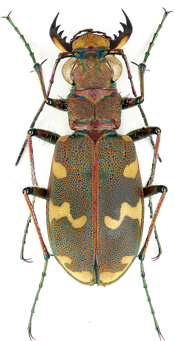 cicindela_coleoweb.jpg  