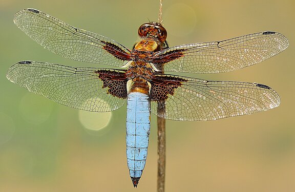insects-591710_1920.jpg  