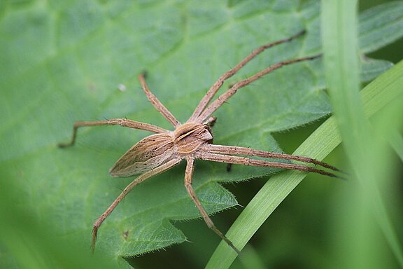 spider-771454_1920.jpg  