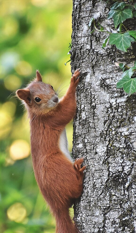 squirrel.jpg  
