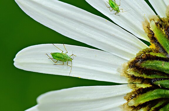 aphid-4243855_1920.jpg  