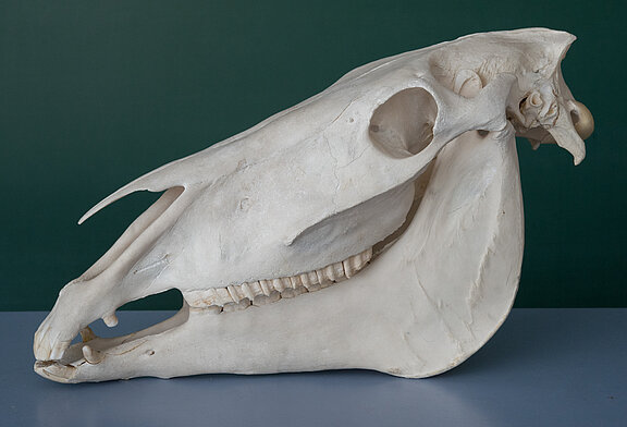 mam0041_50.jpg