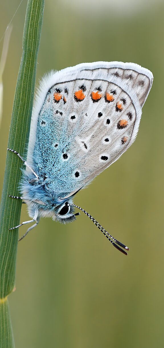 nature-95364.jpg  