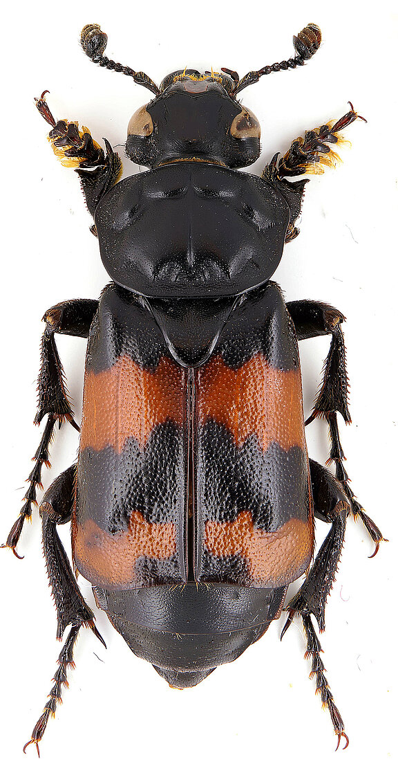 nicrophorus_coleoweb.jpg  