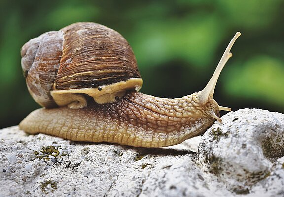 snail-4291296_1920.jpg  