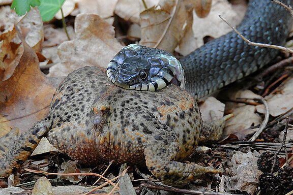 snake-4344421_1920.jpg  