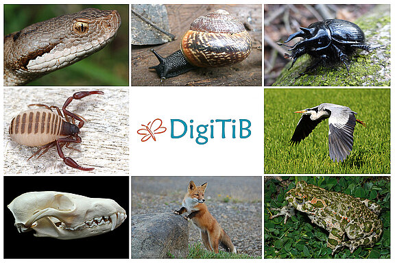 Digitib_collage.jpg  